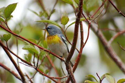 Scribblings from a Lab Notebook: Tawas Point Birding Festival