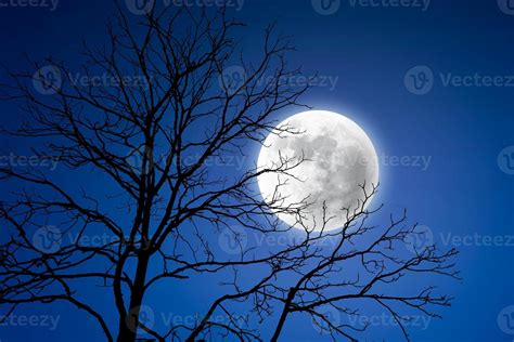 Tree silhouette against the full moon. 12232538 Stock Photo at Vecteezy