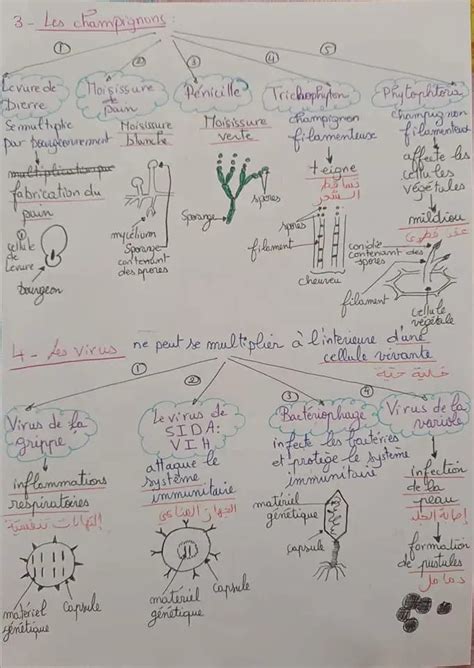 Re Ann E Secondaire Sciences Svt R Sum Du Cours Re Diversit Du