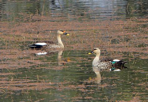 Indian Spot Billed Duck Anas Poecilorhyncha Keoladeo Gha Flickr