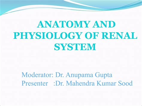 Anatomy And Physiology Of Renal Systemppt