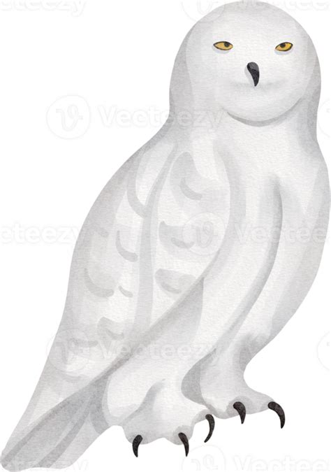 Watercolor Owl Clip Art 23323027 Png