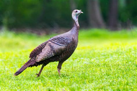 Young Eastern Wild Turkey Hen Stock Image Image Of Bird Ground 54456627