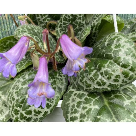 Streptocarpus Pretty Turtle To Ivka Hezk Elva Zahradnictv Petro