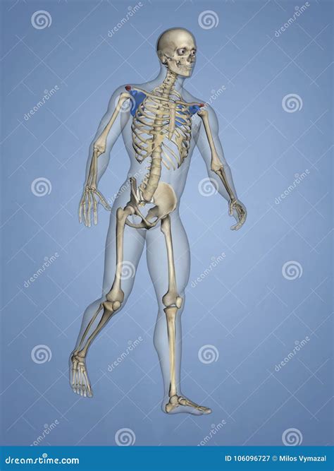 Acromion Scapula M Skel Scapula Acromion 17 3d Model Ilustracji Ilustracja Złożonej Z Model