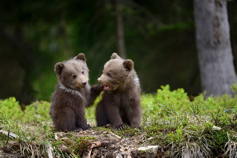 Grizzly Bear Cubs Playing