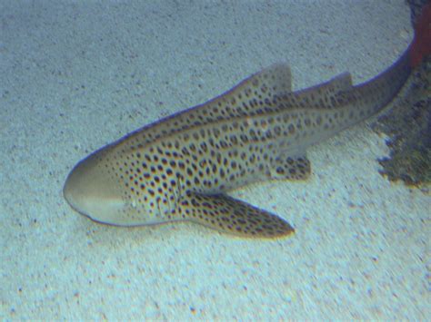 The Online Zoo - Zebra Shark