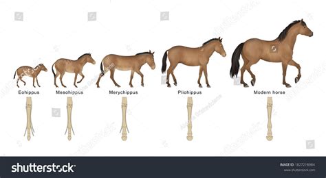 1,644 Prehistoric horse Images, Stock Photos & Vectors | Shutterstock