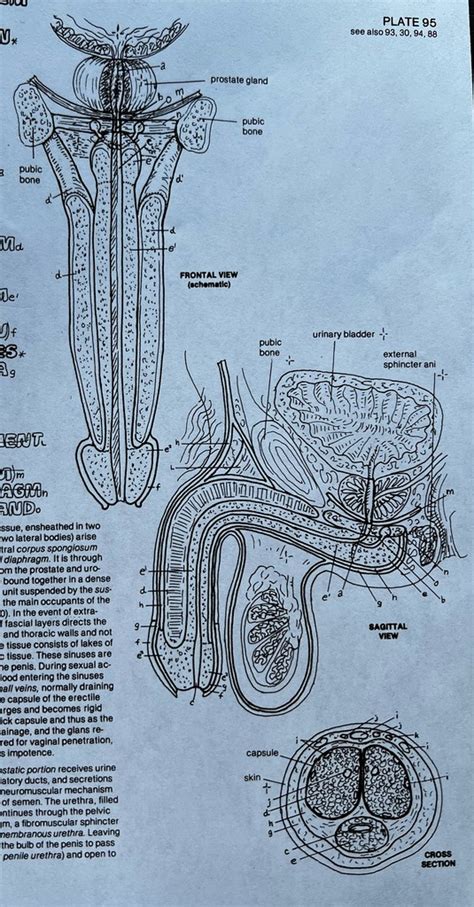 reproductive system diagram three Diagram | Quizlet