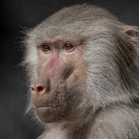 Hamadryas Baboon - Facts, Diet, Habitat & Pictures on Animalia.bio