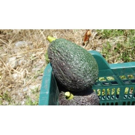 Comprar Aguacates Online Hass Tienda De Fruta