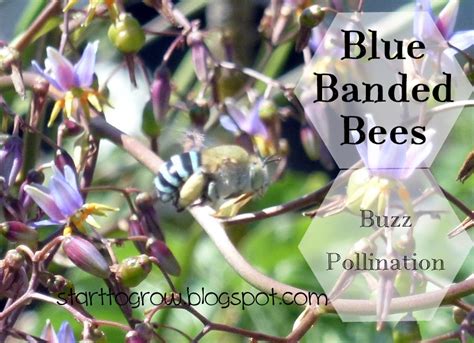 Start To Grow Blue Banded Bees Buzz Pollination