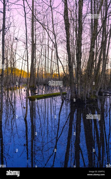 Trees Reflecting In Water In Southern Swamp Land In Georgia Stock Photo - Alamy