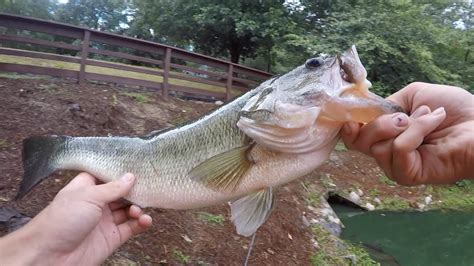 Catching Big Bass Right After A Storm Summer Bass Fishing Youtube