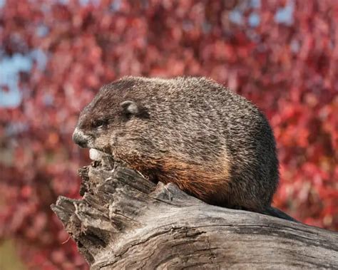 Groundhog - Facts, Diet, Habitat & Pictures on Animalia.bio