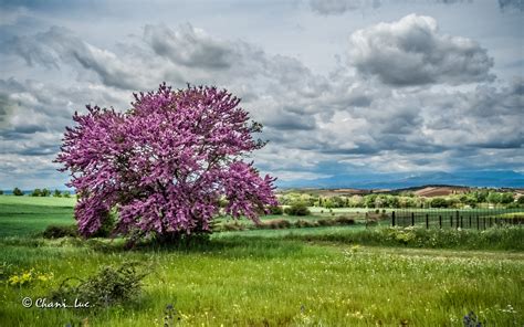 Fondos De Pantalla Paisaje Naturaleza Césped Cielo Campo Flor