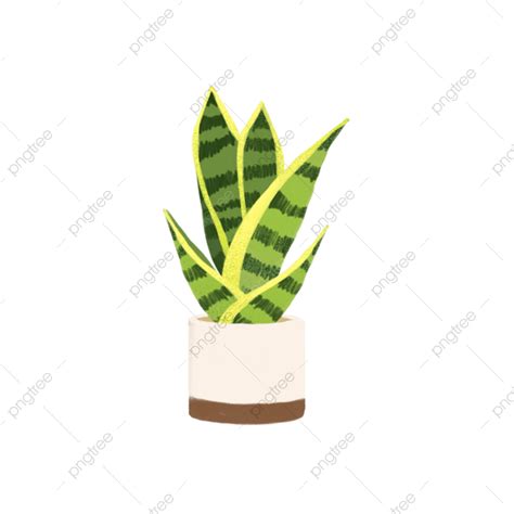 Plant Pots White Transparent Potted Plants Green Plants Plant