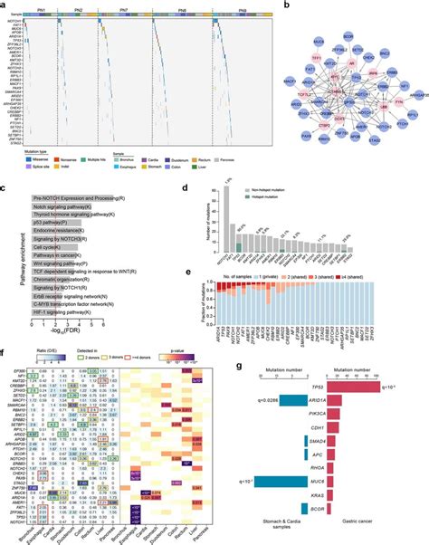 Landscape Of Driver Mutations A Mutational Landscape Of The 32