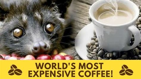 Civet Cat Coffee India