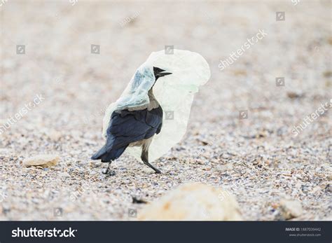 How Plastic Pollution Impacts Birds Seabird Stock Photo 1887039442 | Shutterstock