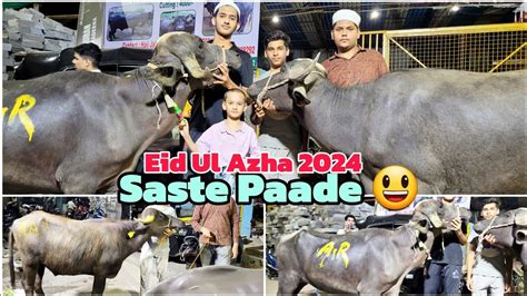 Mumbra Paada Mandi 2024 Sabse Sasti Mandi Bhains Mandi 2024 YouTube