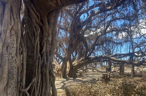 Historic Banyan Tree In Maui Shows Signs Of Growth After Wildfire