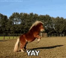 Party Horse Party GIF - Party Horse Party Untz - Discover & Share GIFs