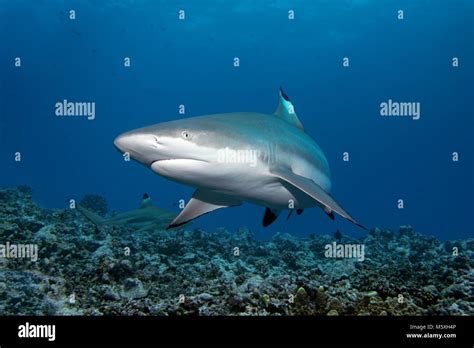 Blacktip Reef Shark Carcharhinus Melanopterus Pacific Ocean Moorea