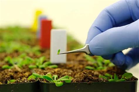 Nanotechnology and its Role in Agriculture