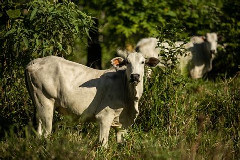 Parlamento Europeu Aprova Lei Que Bane Produtos Origin Rios De Desmatamento