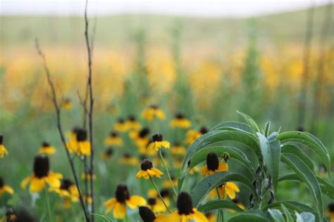 Guided Wildflower And Creek Tour The Volland Foundation