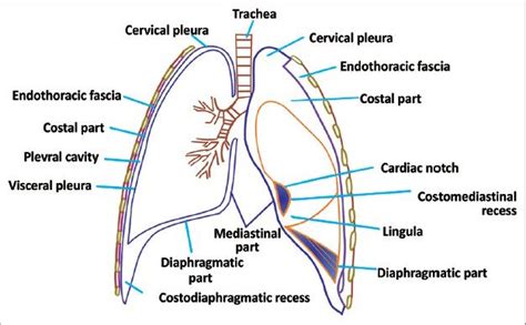 Radiological Review Of Pleural Tumors Abstract Europe Pmc