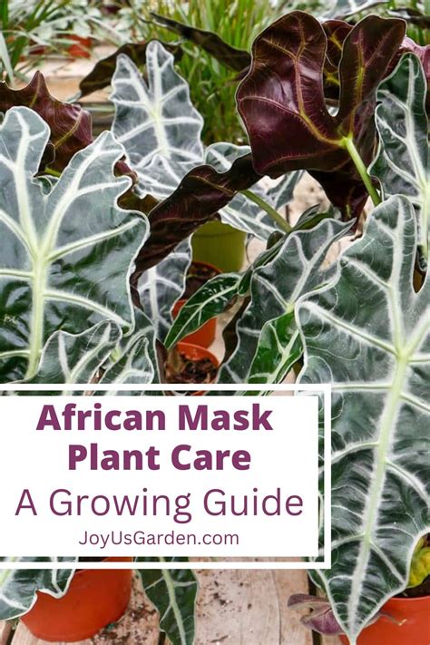 African Mask Plant Care: How to Grow an Alocasia Polly (2025)
