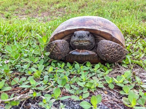 A Smiling Turtle Stock Image Image Of Green Zoology 43803801