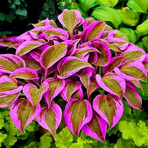 Multi-Varieties Hosta Seeds, Perennials Plant Seeds, 100pcs/pack ...