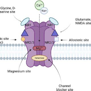 N Methyl D Aspartate Nmda Receptor And Its Ligand Binding Sites