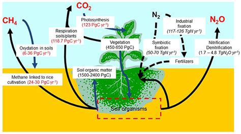 Frontiers Accounting For Carbon Stocks In Soils And Measuring Ghgs