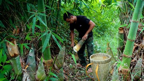 Harvesting Huge Bamboo Shoot Pickled Bamboo Shoots Making Process