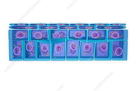 Stratified Squamous Epithelium Illustration Stock Image F