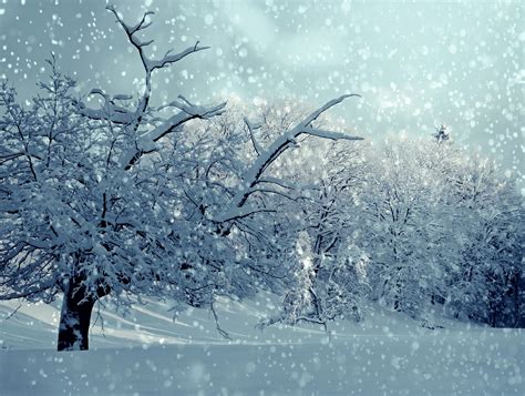 500000 Free Snowy Forest Background And Forest Images Pixabay