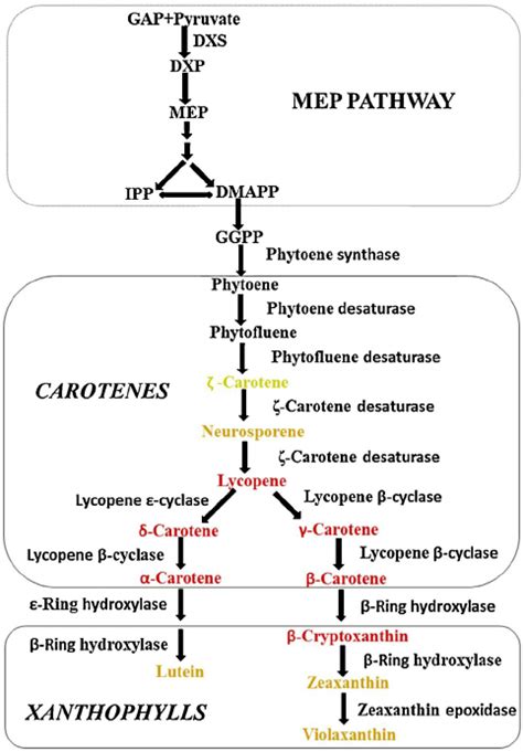 Carotenoid Biosynthesis And Related Pathways In Citrus Carotenoids Are Download Scientific