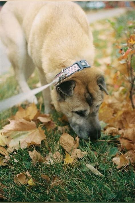 Пленка Kodak portra 400
