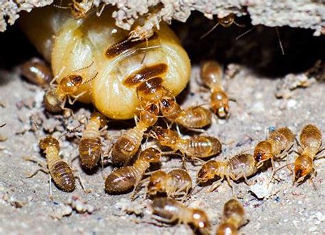 Early Warning Signs Of Termites On Your Jacksonville Property