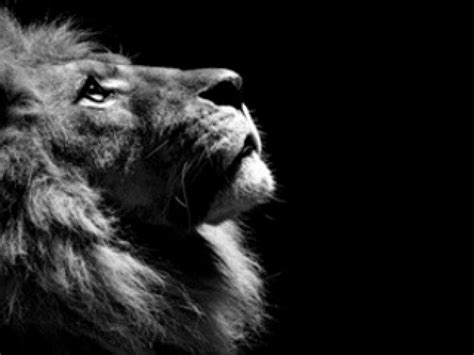 Black Lion Wallpaper Hd 1080P