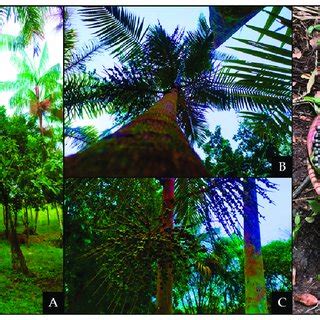 Açaí palm. In (A), The trunk of Euterpe oleracea Martius palm; In (B),... | Download Scientific ...