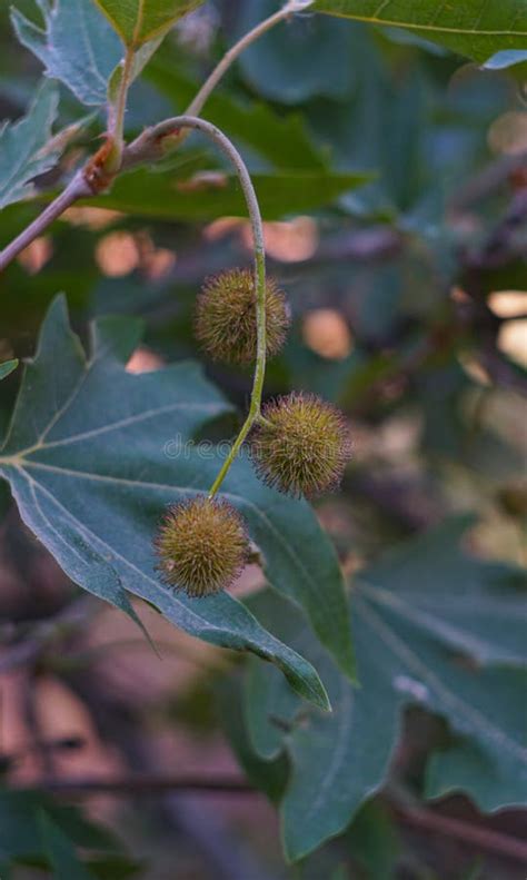 Maple tree seeds stock photo. Image of seed, seedling - 306130140