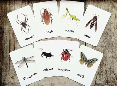 Bug Flash Cards Set Of 15 Homeschool Educational Classroom Etsy