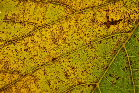 Free Images Green Yellow Tree Plant Pathology Close Up Autumn