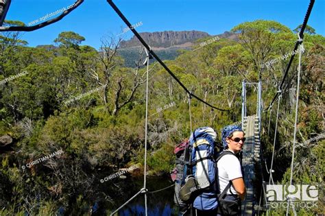 Hiker In Front Of Suspension Bridge In Overland Track In Cradle