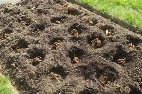 Gartentipps für Mai Welche wichtigen Gartenarbeiten stehen jetzt an